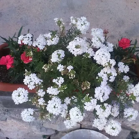 Apartmants Jusic Opatija